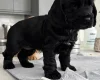 Cocker Spaniel (Show)