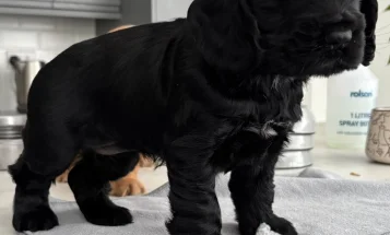 Cocker Spaniel (Show)