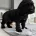 Cocker Spaniel (Show)