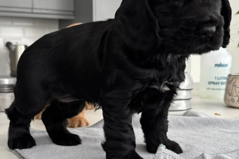 Cocker Spaniel (Show)