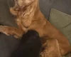 Cocker Spaniel (Show)