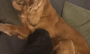 Cocker Spaniel (Show)