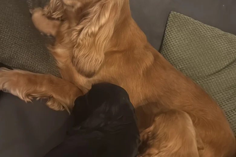 Cocker Spaniel (Show)