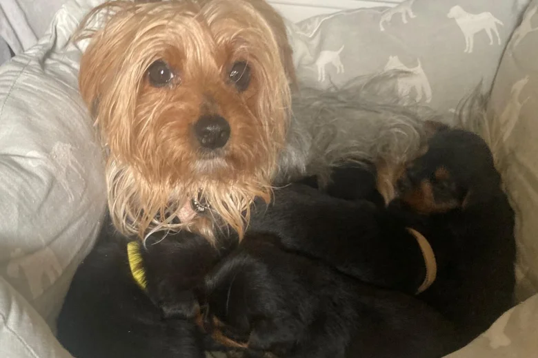 Yorkshire Terrier