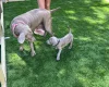 Weimaraner