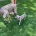 Weimaraner