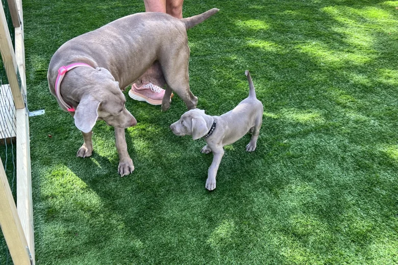 Weimaraner
