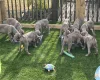 Weimaraner