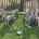 Weimaraner