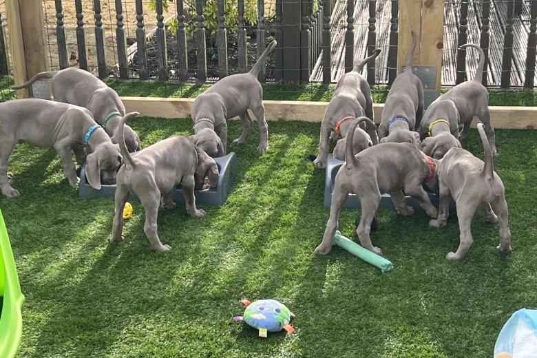 Weimaraner
