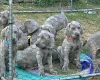 Weimaraner