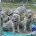 Weimaraner