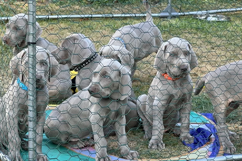 Weimaraner