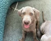 Weimaraner