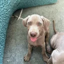 Weimaraner