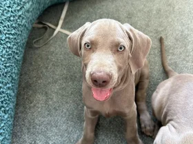Weimaraner