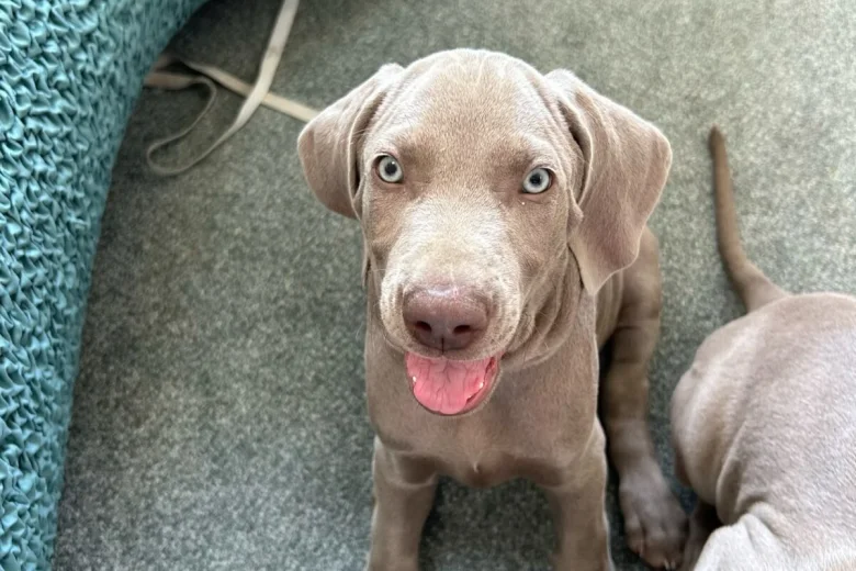Weimaraner