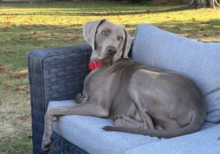 Stud