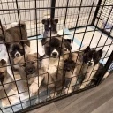 Akita