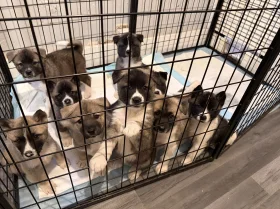 Akita