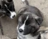 Akita