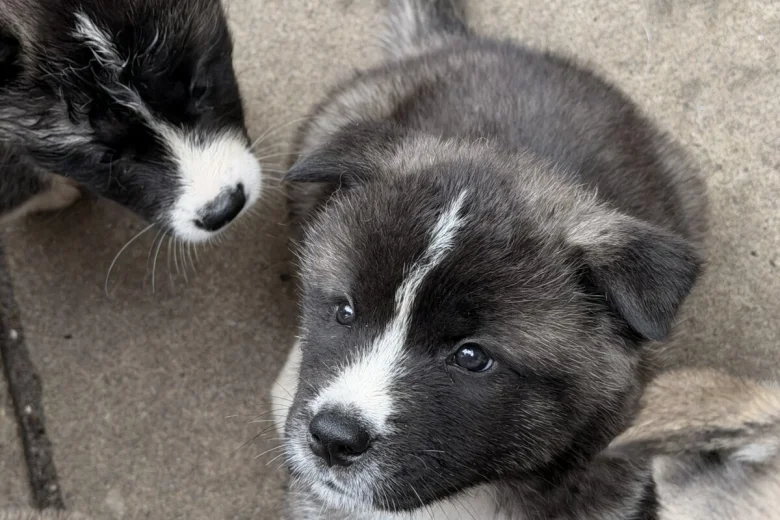 Akita