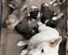 Akita