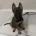 Akita