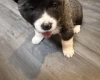 Akita