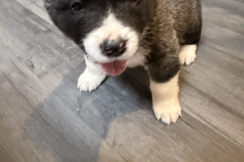 Akita