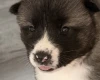 Akita