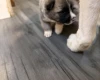Akita