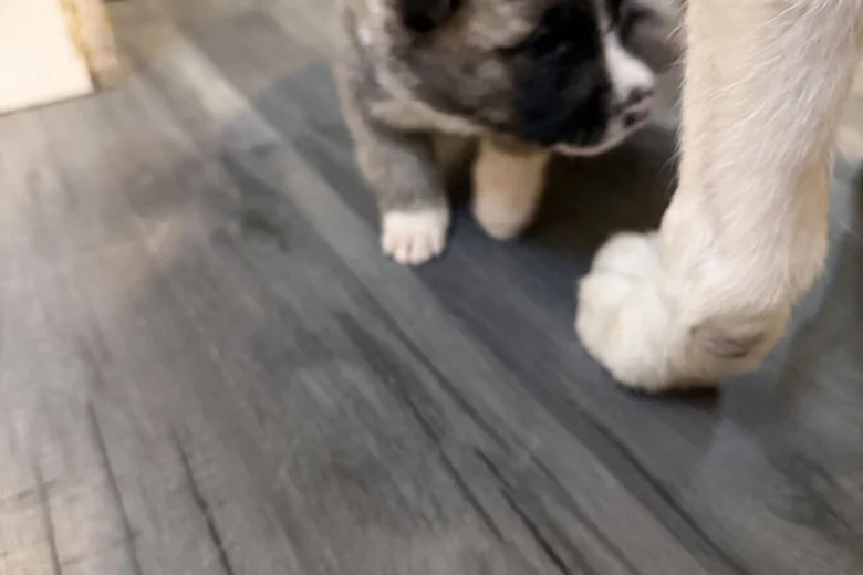 Akita
