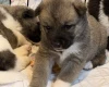 Akita