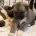 Akita