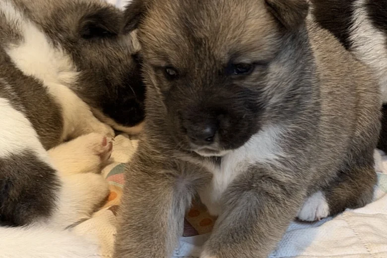 Akita