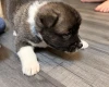Akita