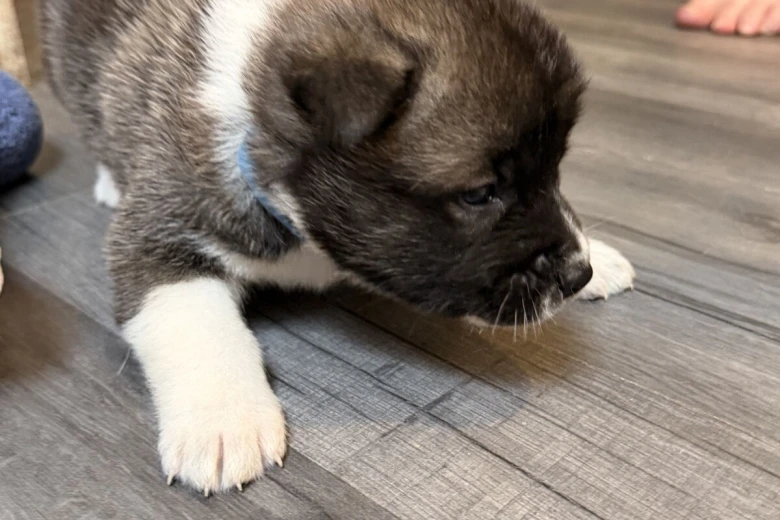 Akita