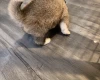 Akita