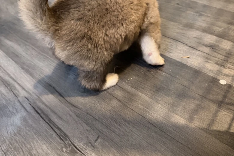 Akita
