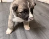Akita