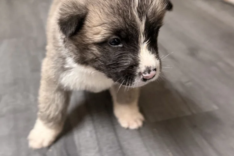 Akita
