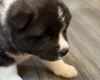 Akita