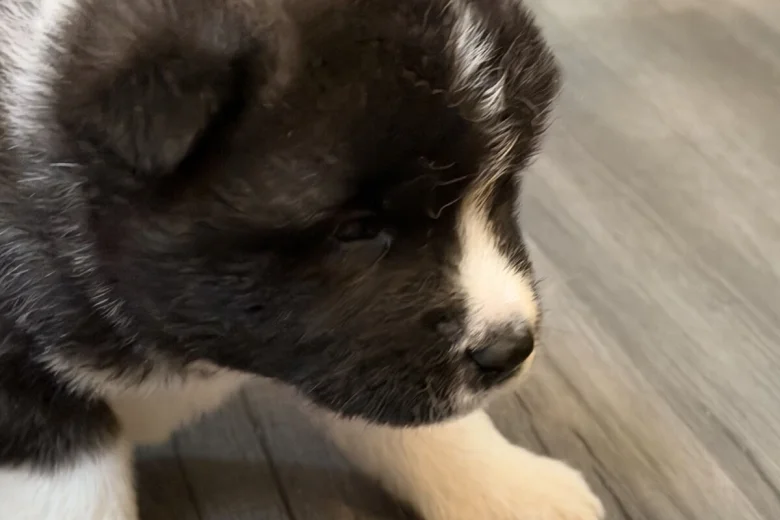 Akita