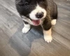 Akita