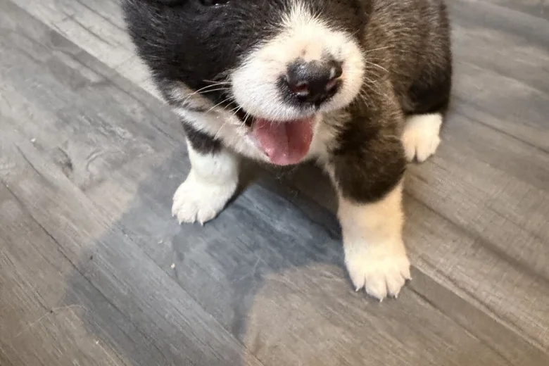 Akita