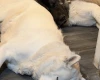 Akita
