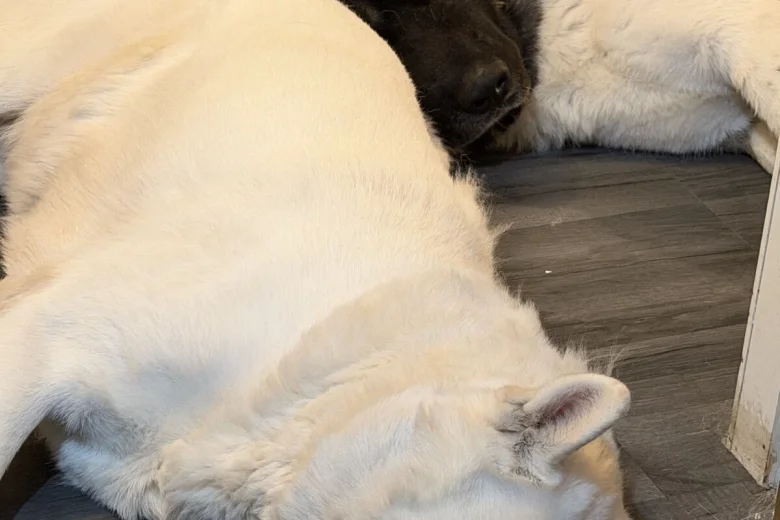 Akita