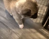Akita