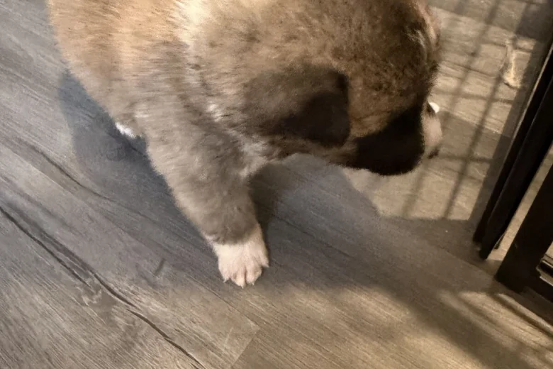 Akita